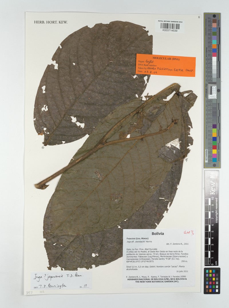 Inga japurensis photo 2