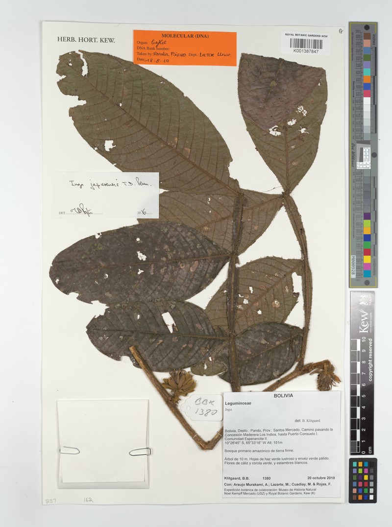 Inga japurensis photo 3
