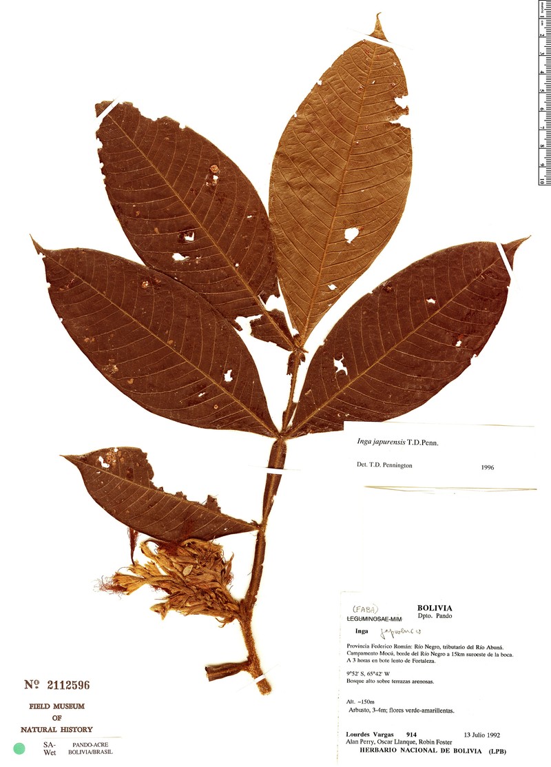 Inga japurensis photo 4