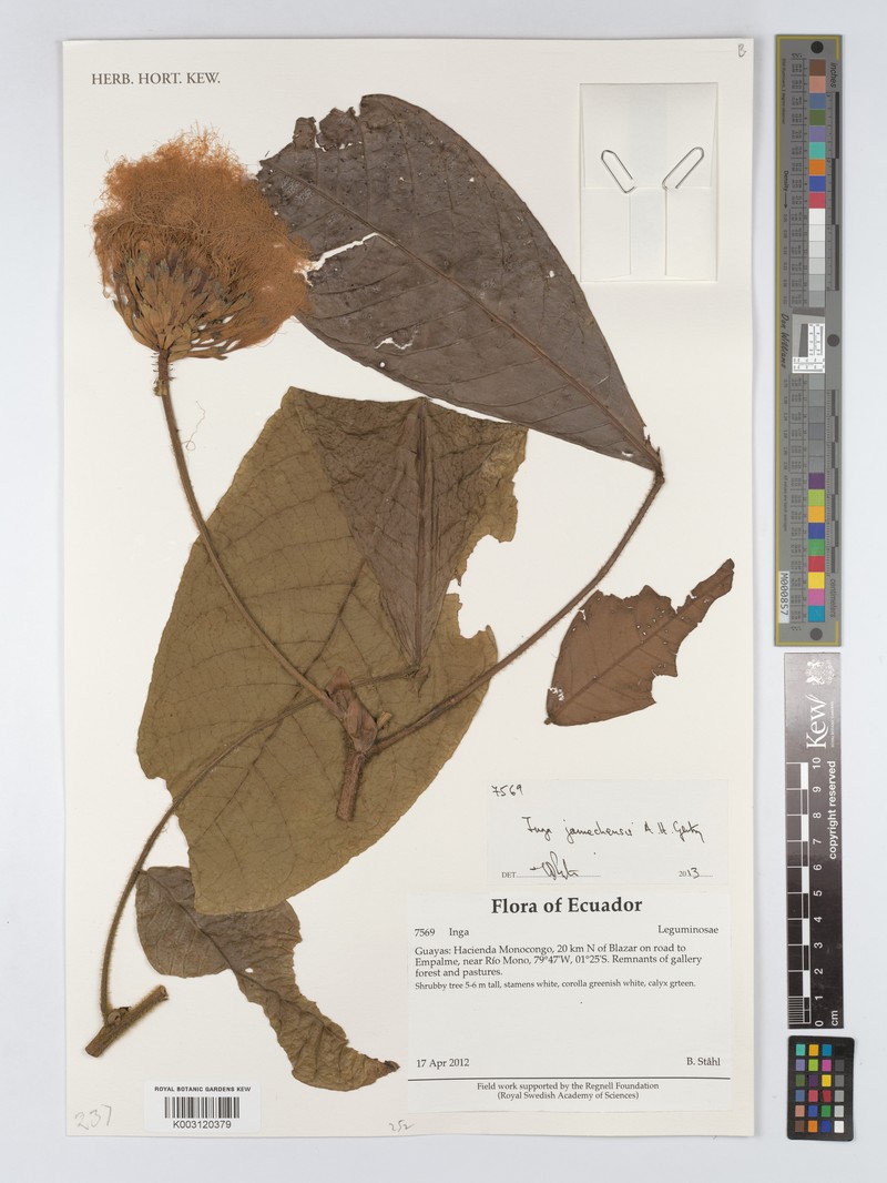 Inga jaunechensis