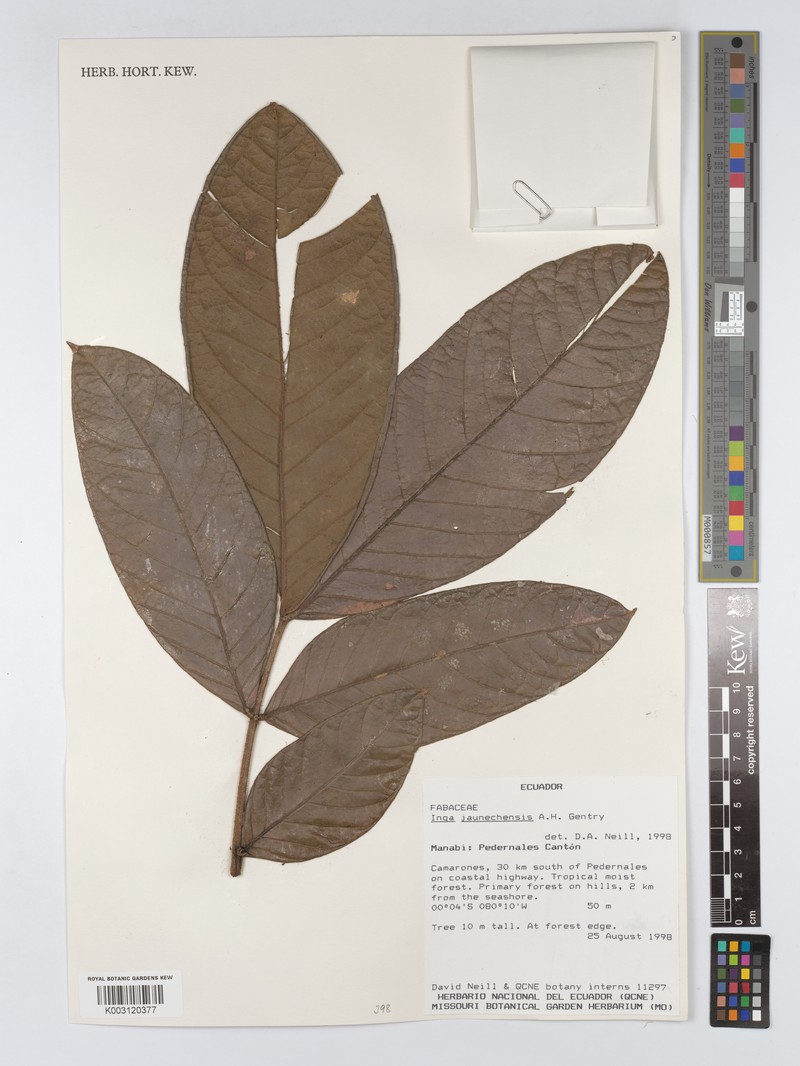 Inga jaunechensis photo 2