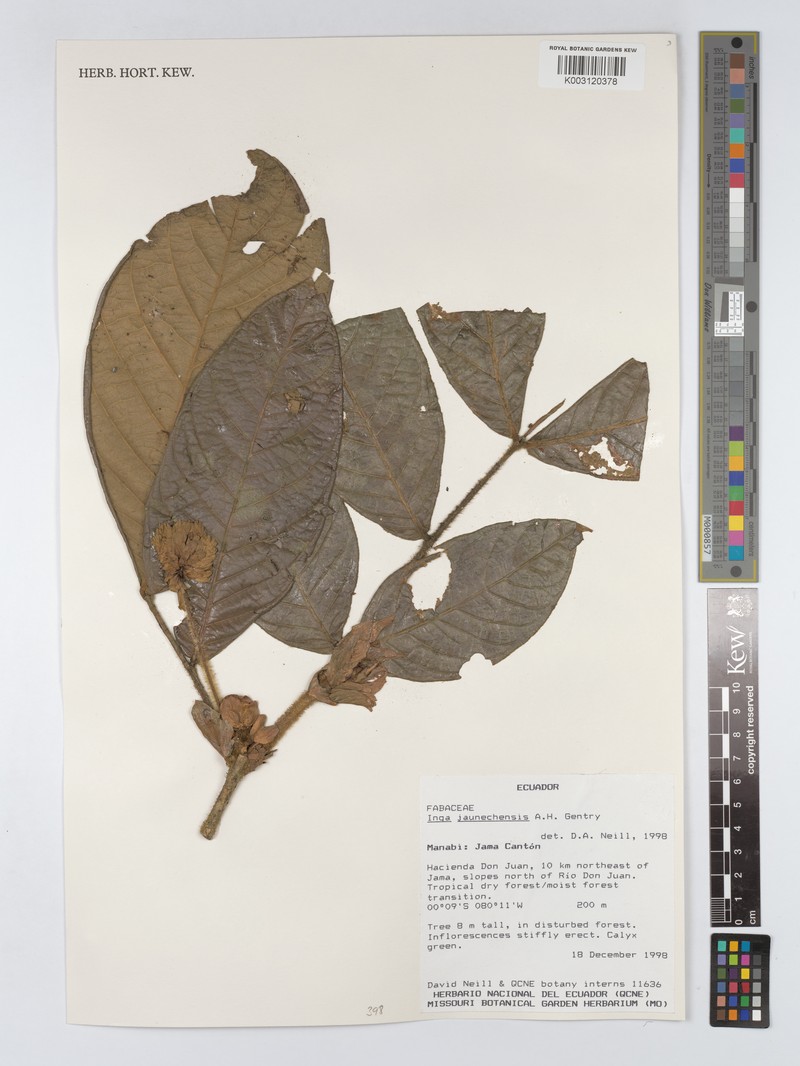 Inga jaunechensis photo 3