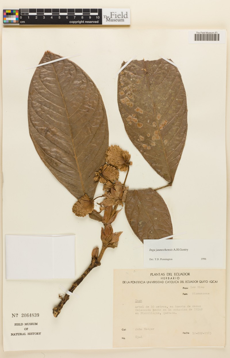 Inga jaunechensis photo 4