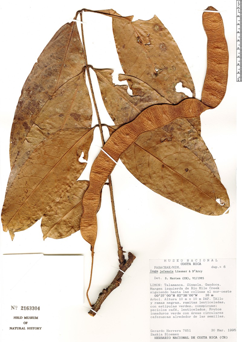 Inga jefensis photo 2