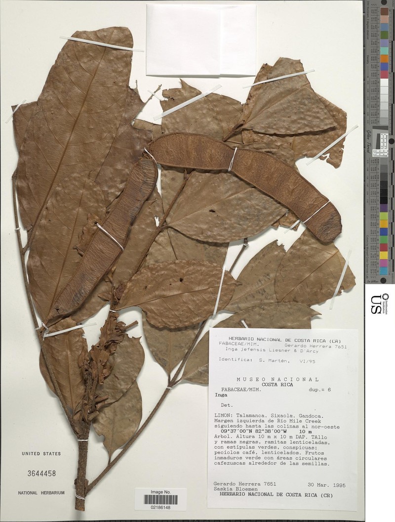 Inga jefensis photo 3