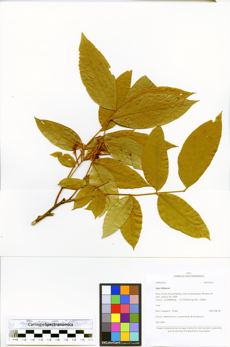 Inga killipiana