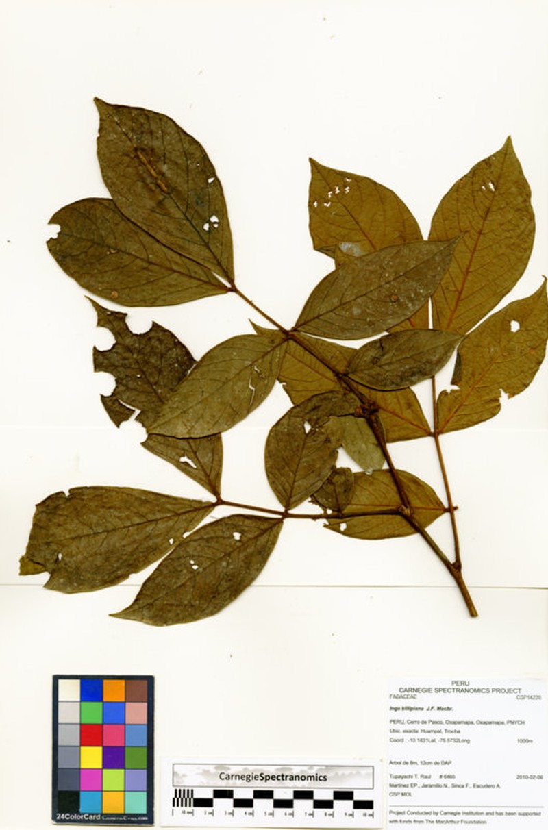 Inga killipiana photo 3
