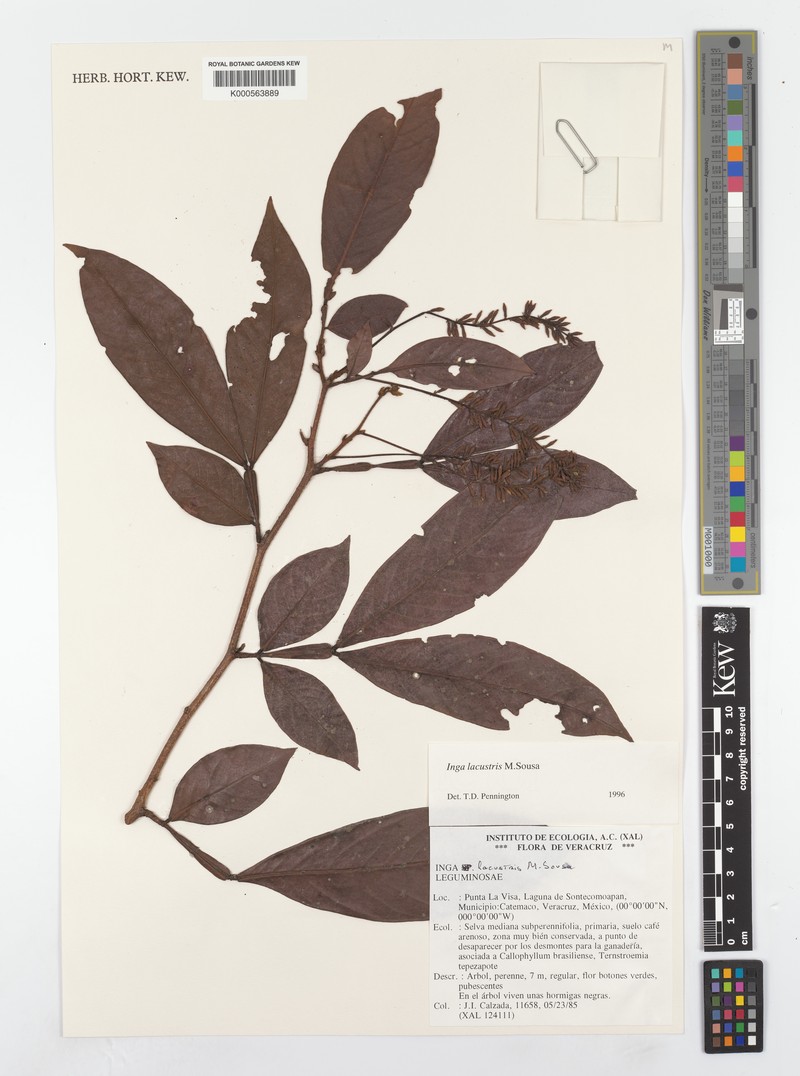 Inga lacustris