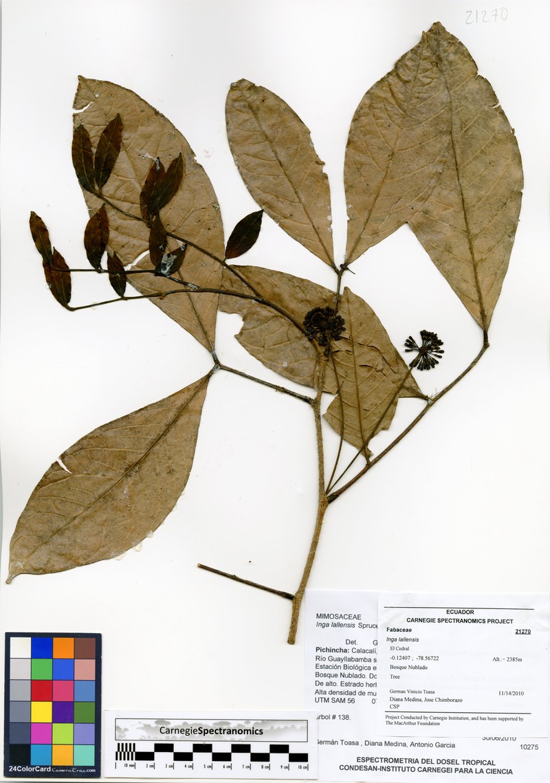 Inga lallensis photo 3