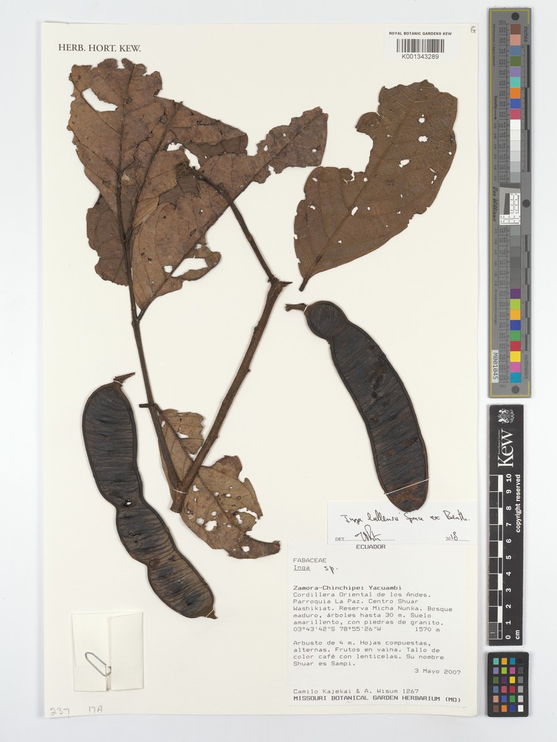 Inga lallensis photo 4