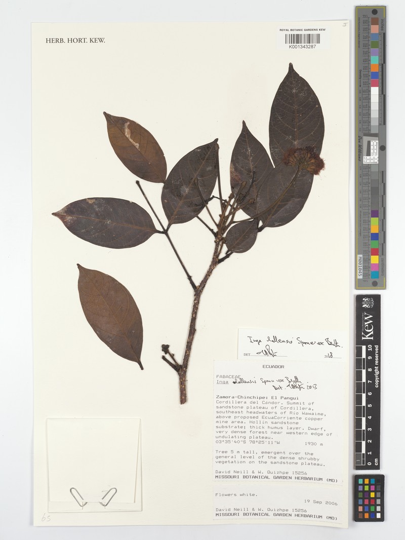 Inga lallensis photo 5