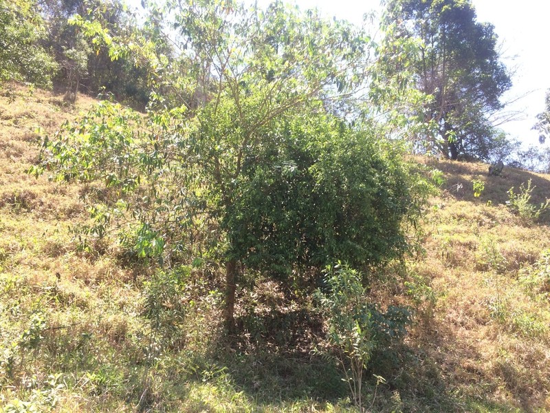 Inga lanceifolia