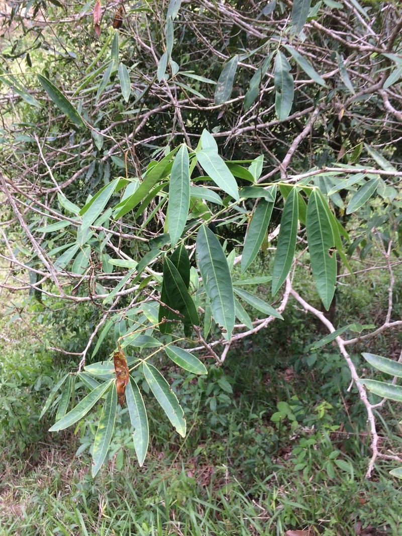 Inga lanceifolia photo 2