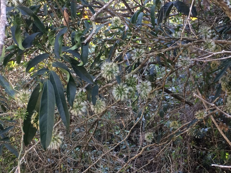 Inga lanceifolia photo 3