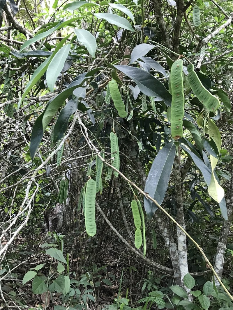 Inga lanceifolia photo 4