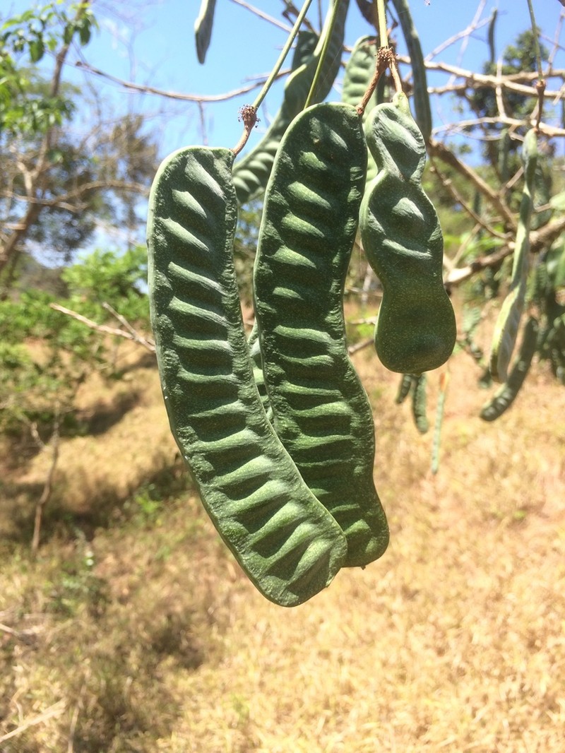 Inga lanceifolia photo 5