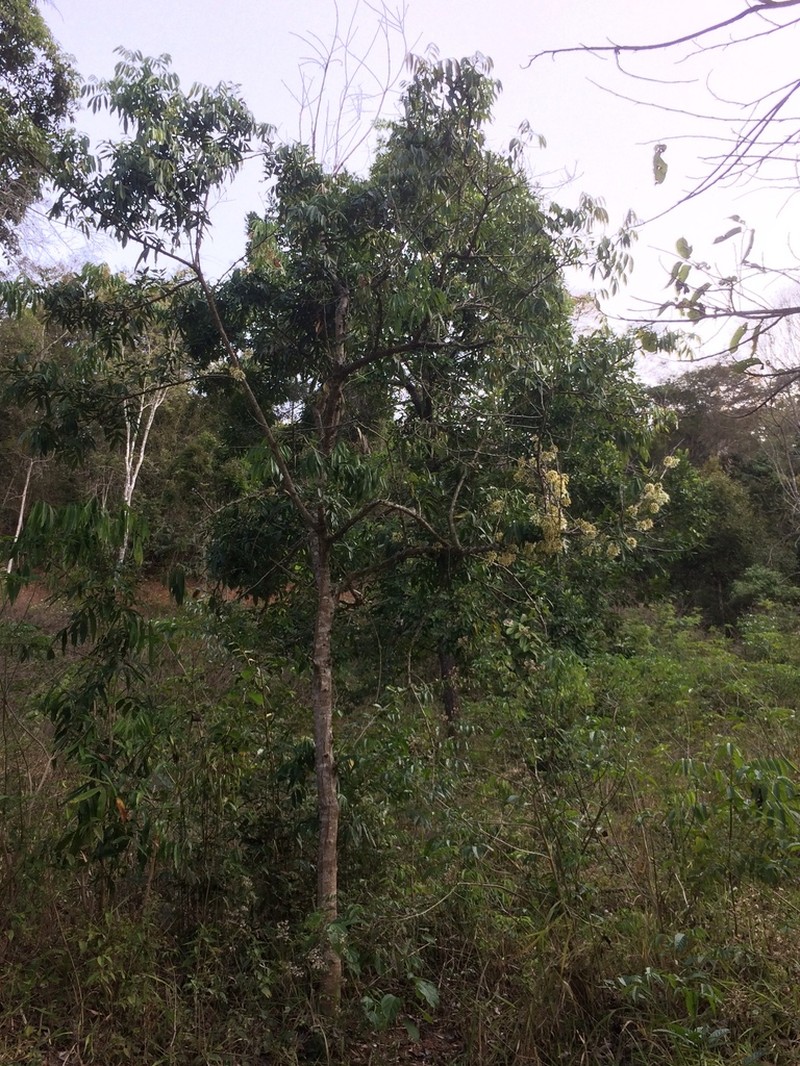 Inga lanceifolia photo 7