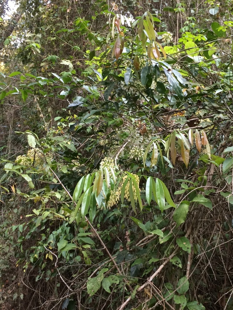 Inga lanceifolia photo 8