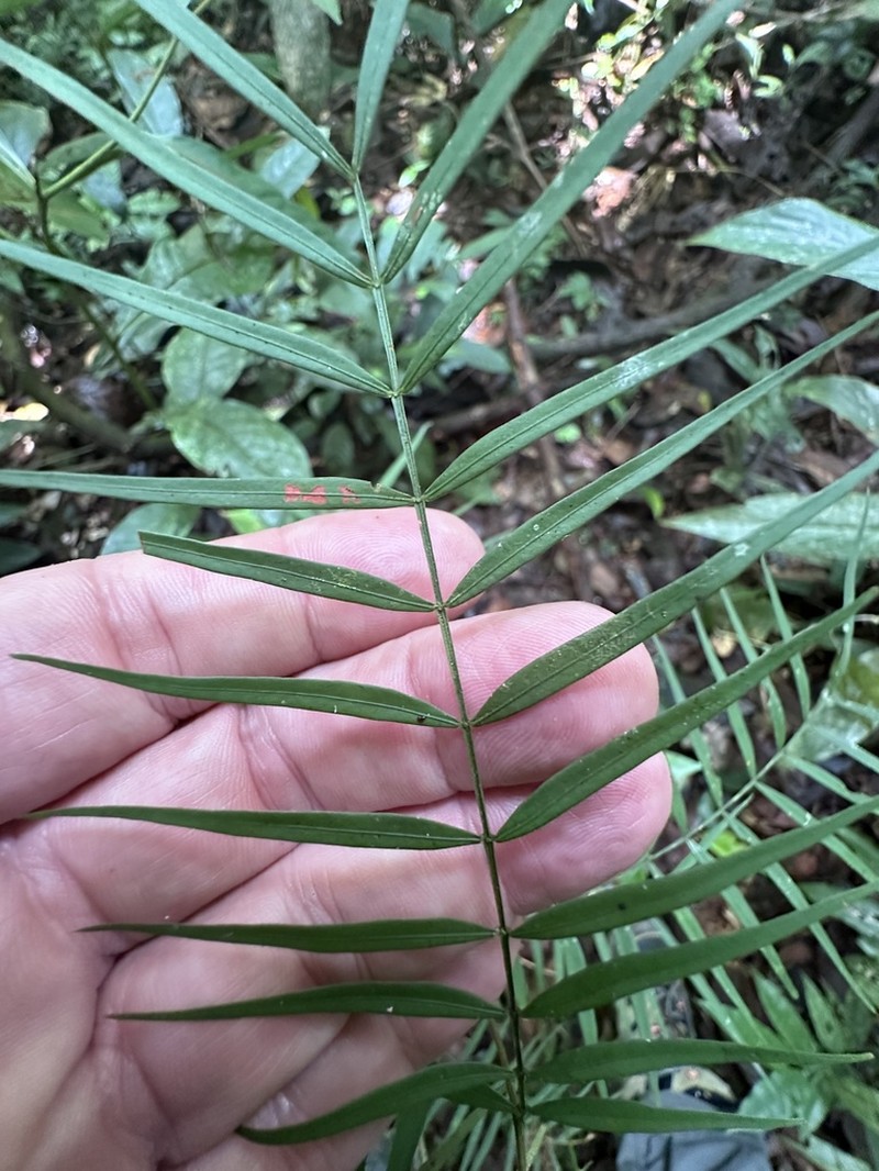 Inga lateriflora