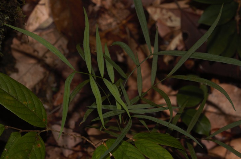 Inga lateriflora photo 2