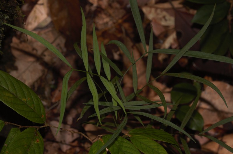 Inga lateriflora photo 3