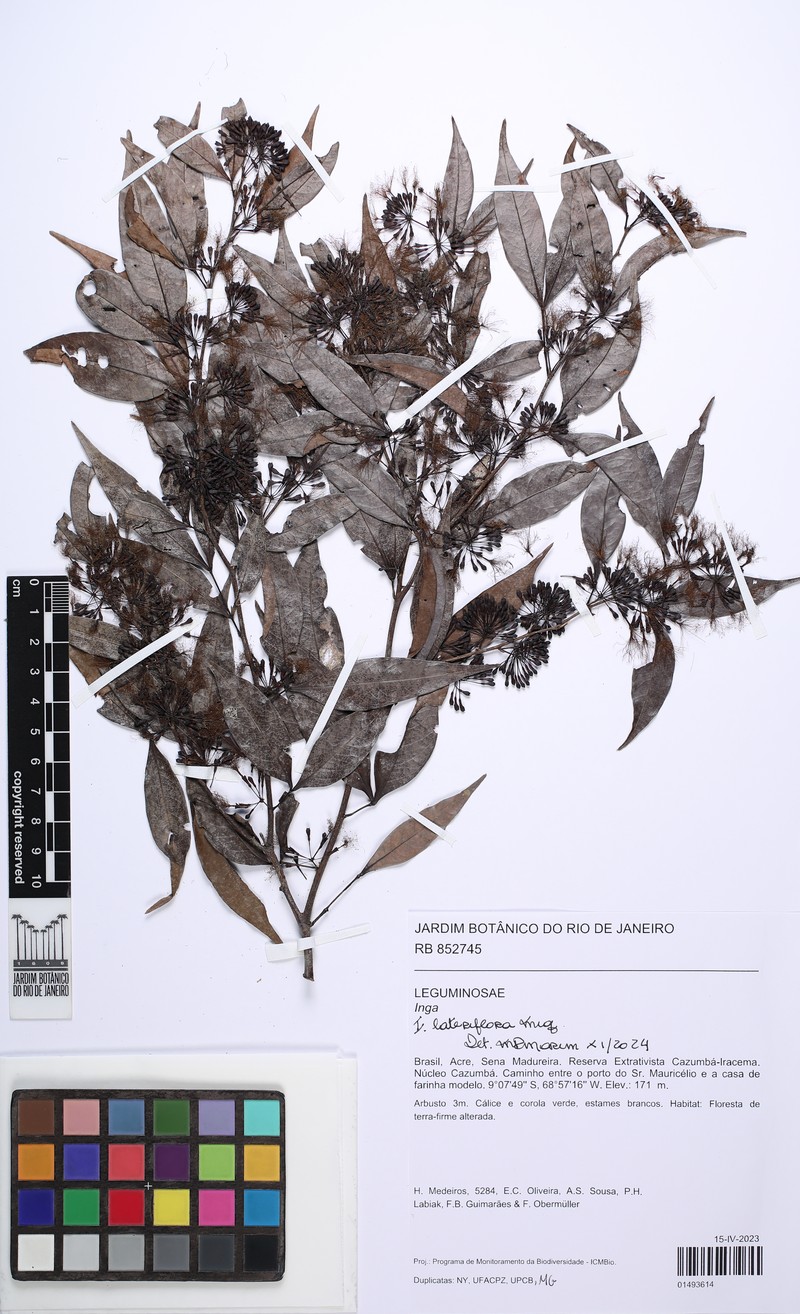 Inga lateriflora photo 4