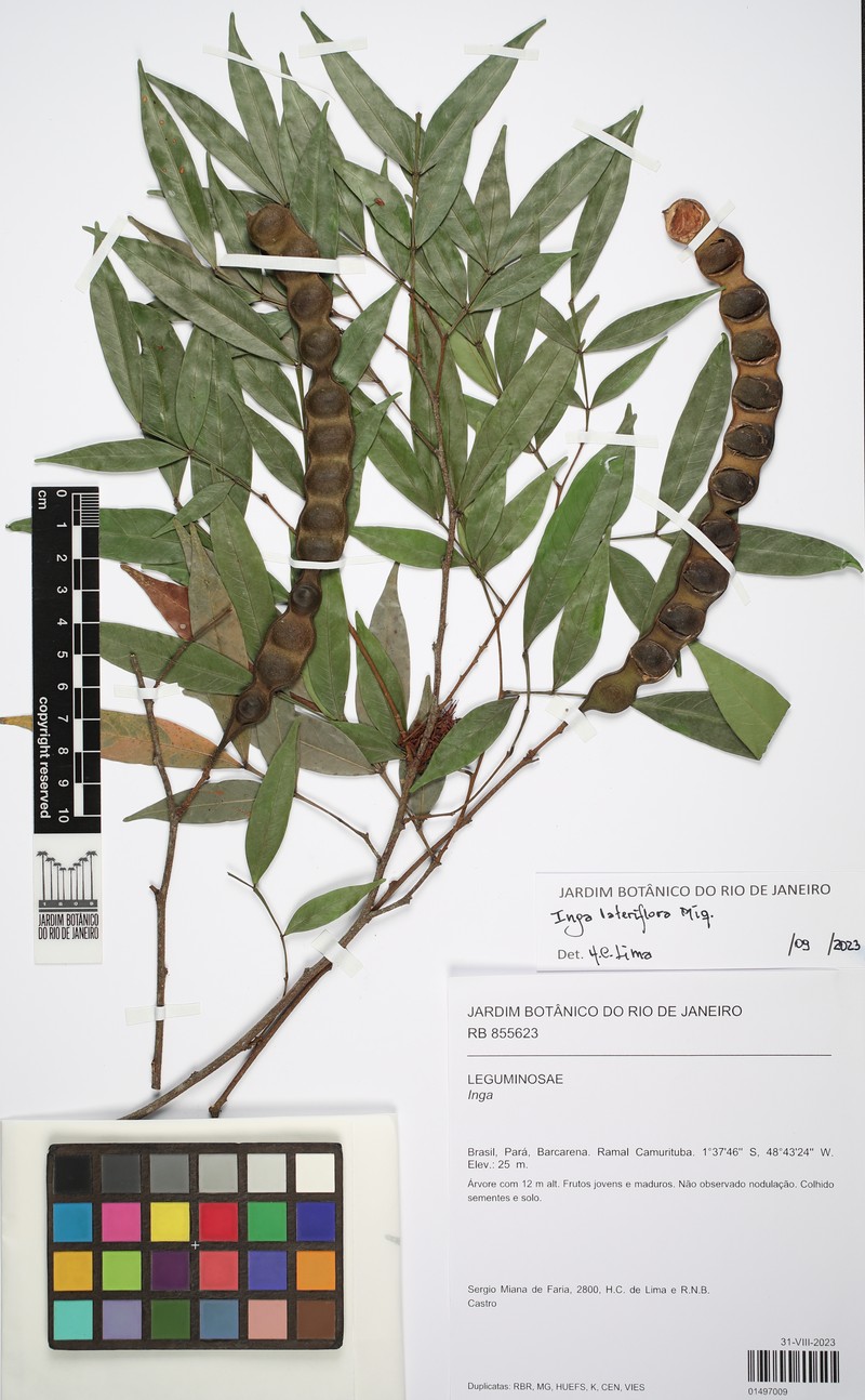 Inga lateriflora photo 5