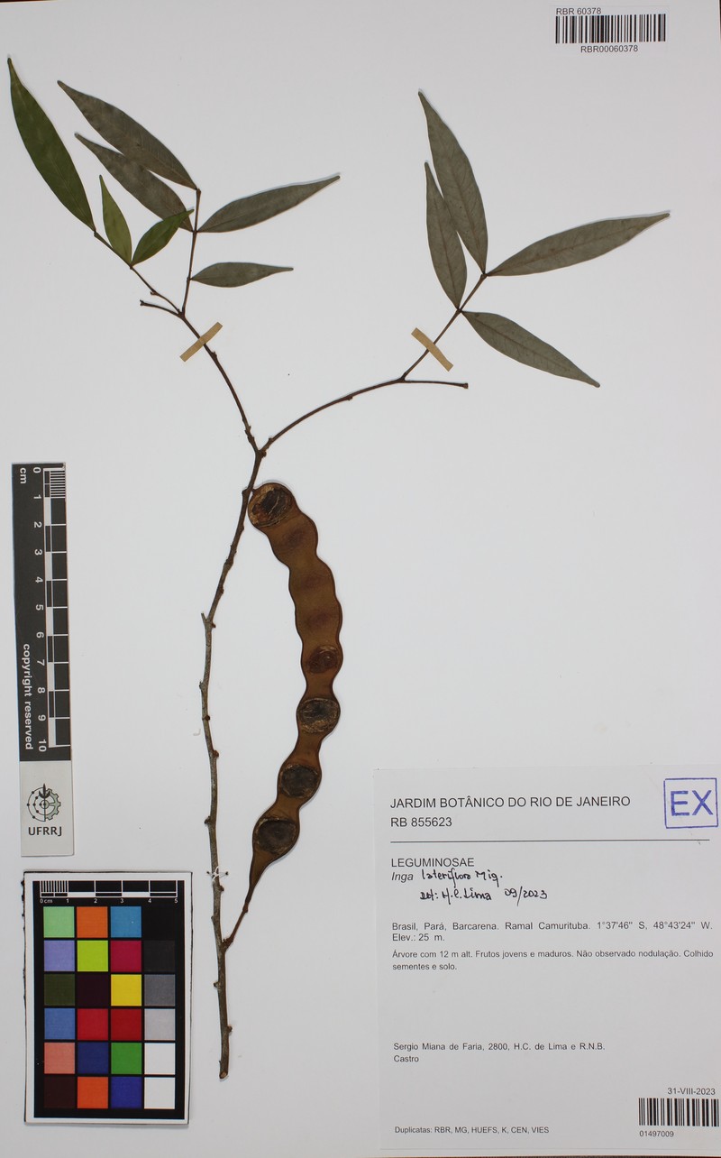 Inga lateriflora photo 6