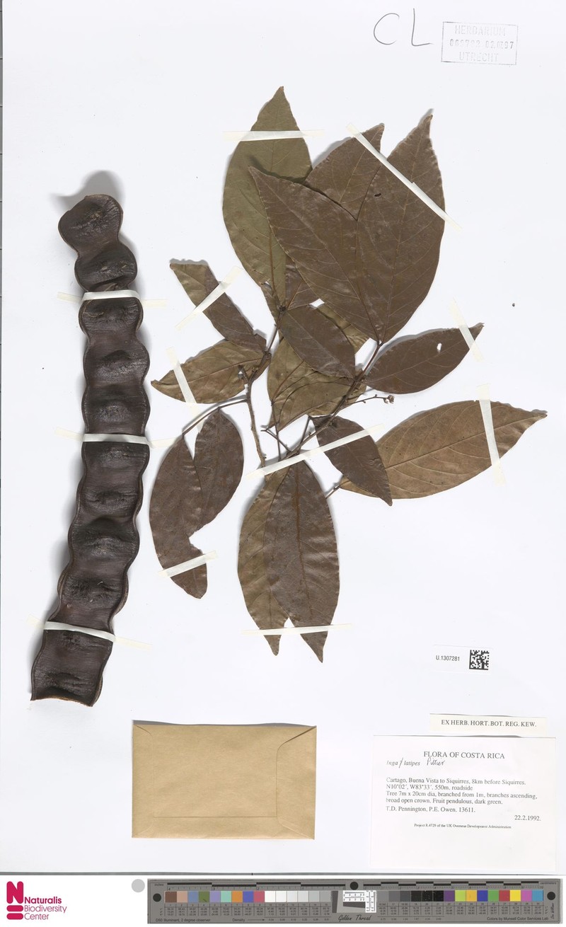 Inga latipes