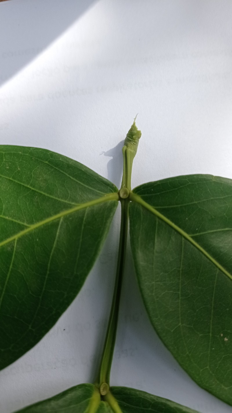 Sacky Sac Bean photo 4