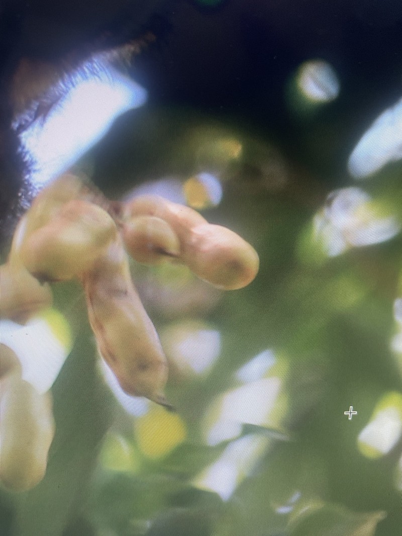 Sacky Sac Bean