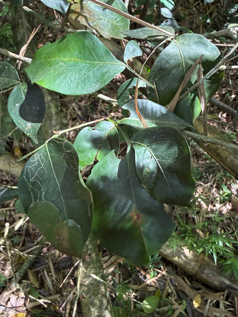 Sacky Sac Bean photo 2