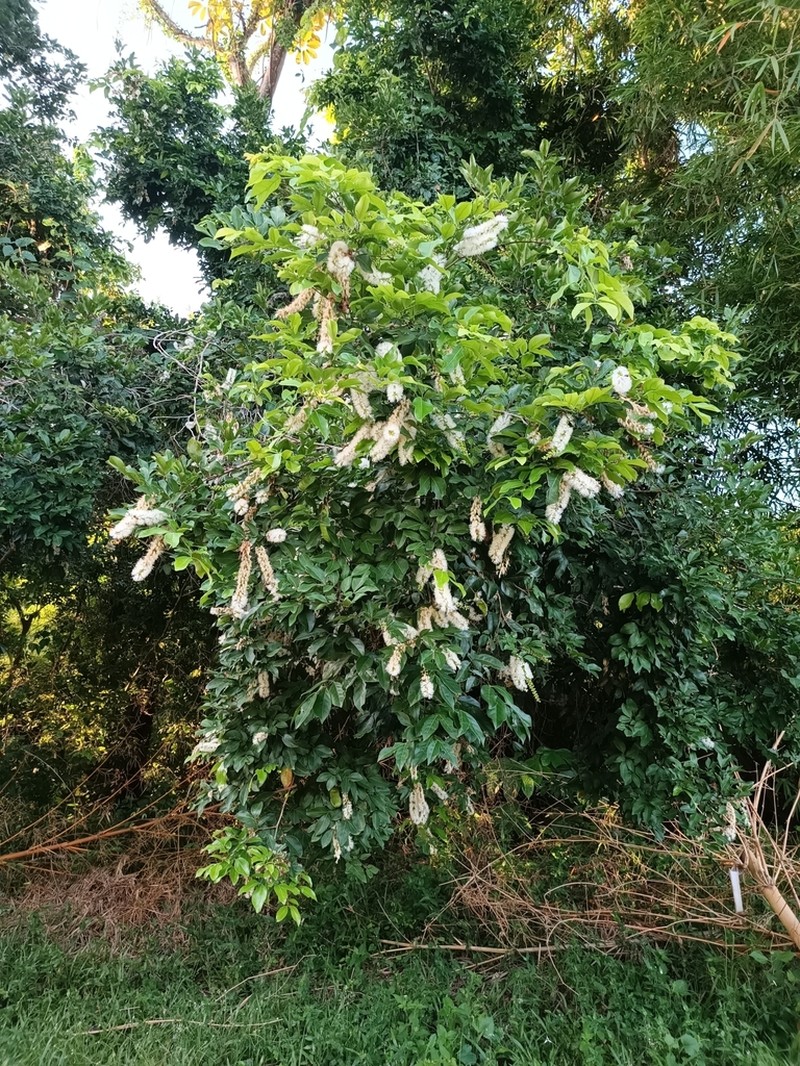 Sacky Sac Bean photo 3
