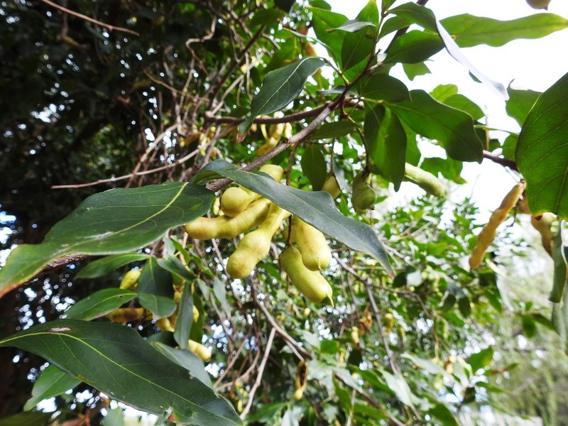 Sacky Sac Bean photo 4