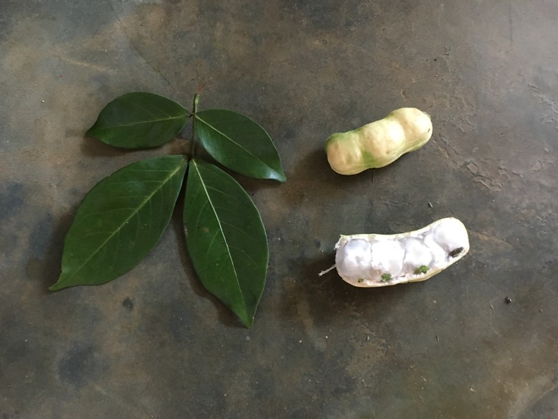 Sacky Sac Bean photo 5