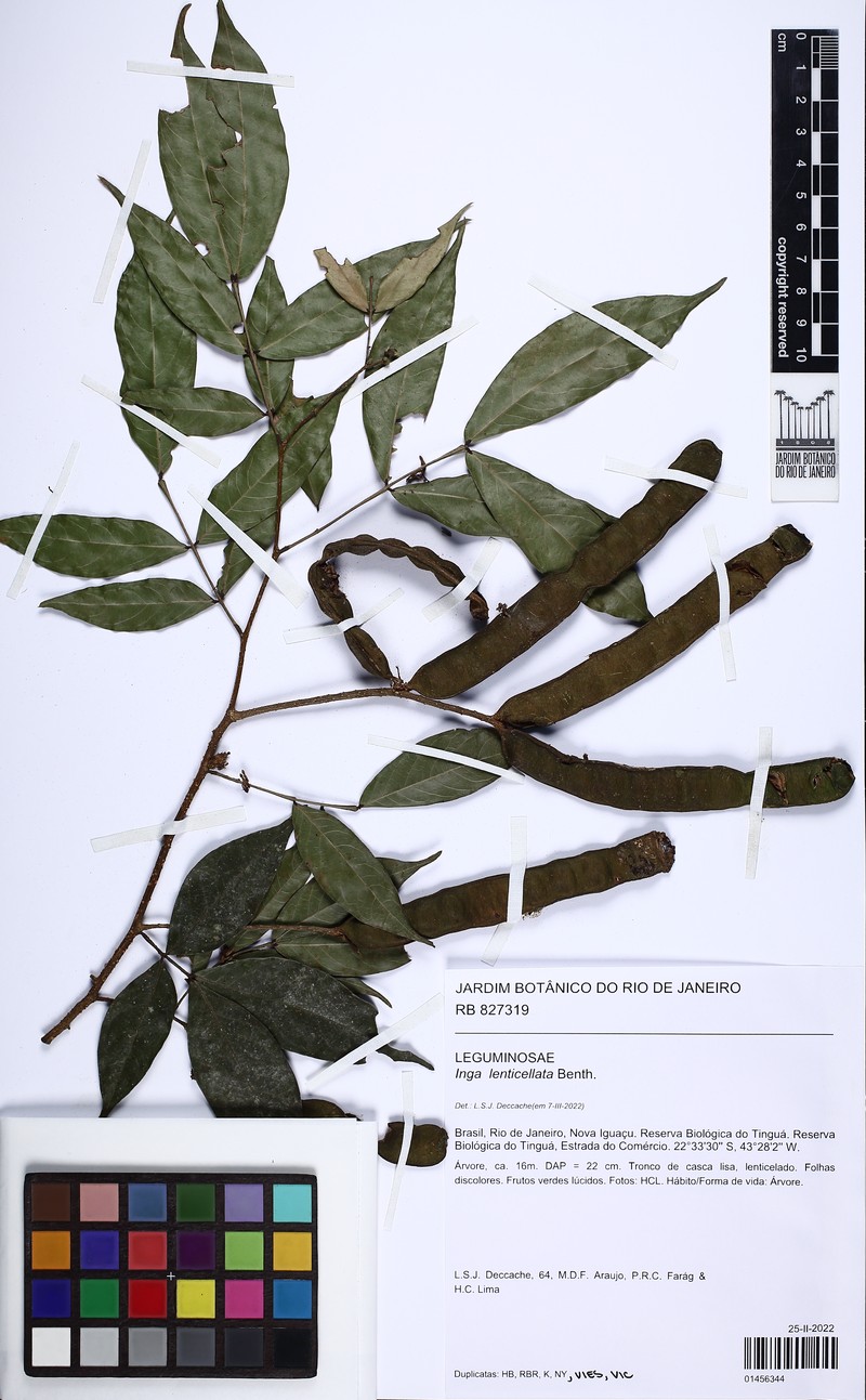 Inga lenticellata