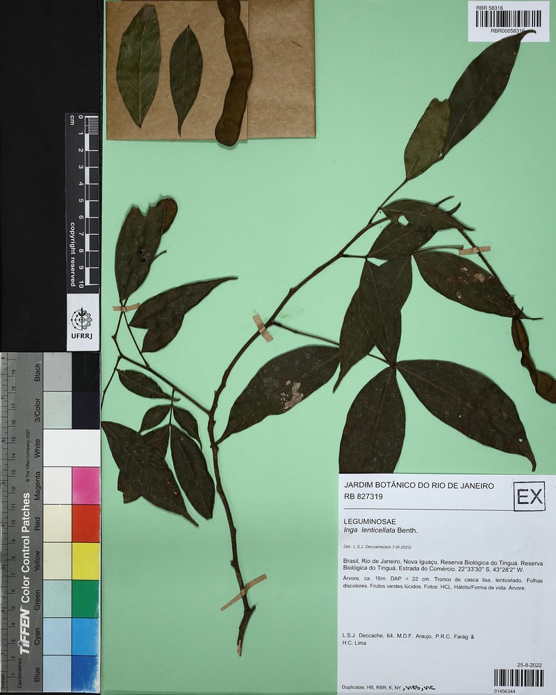 Inga lenticellata photo 2