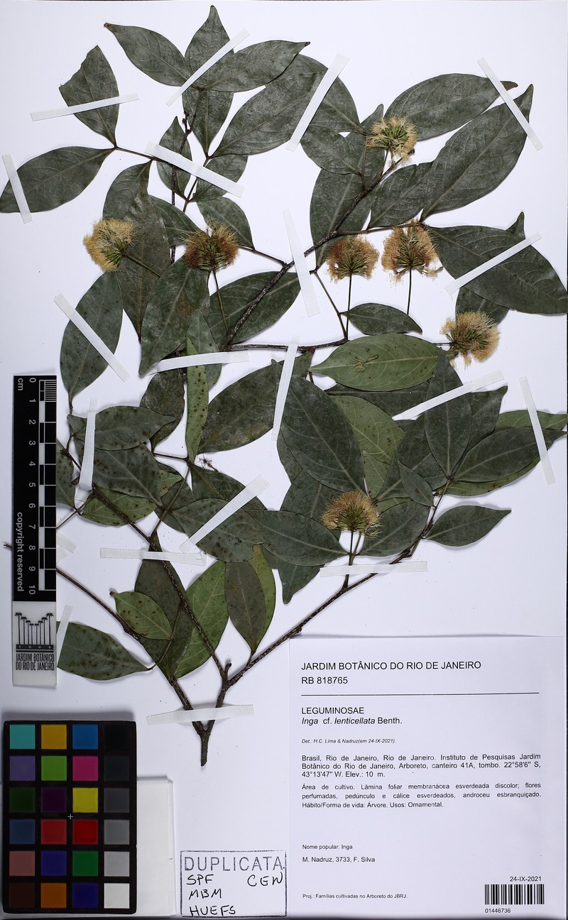Inga lenticellata photo 3