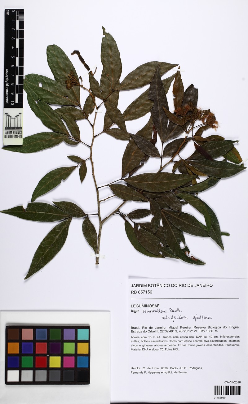 Inga lenticellata photo 4