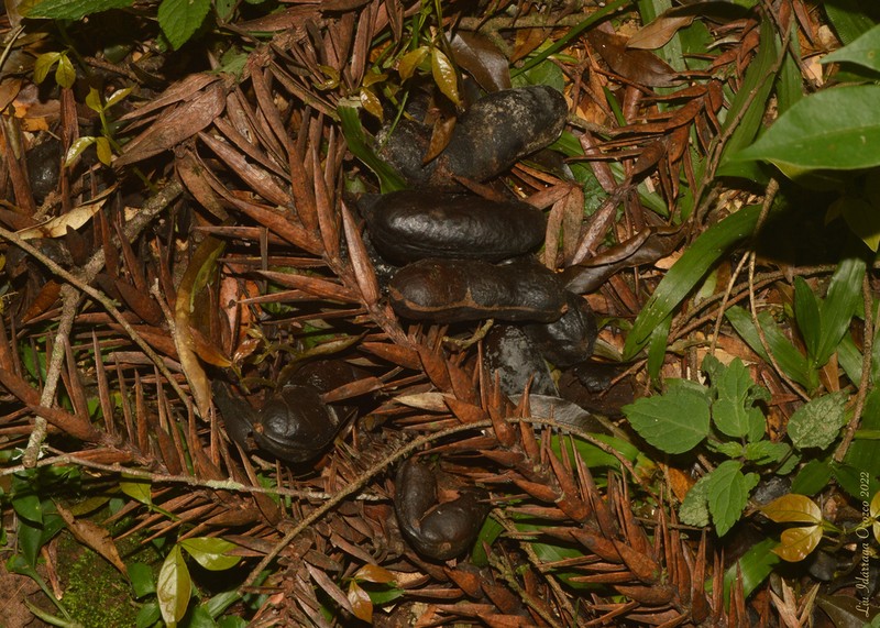 Inga lentiscifolia photo 5