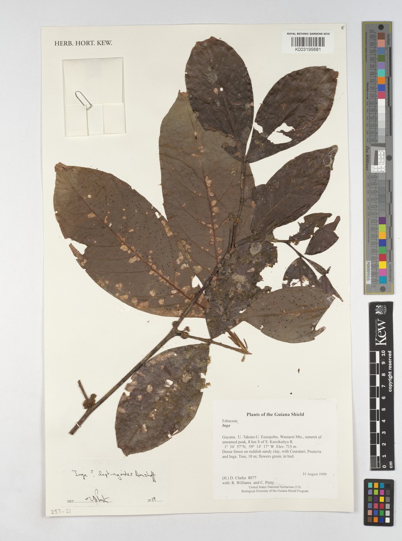 Inga leptingoides