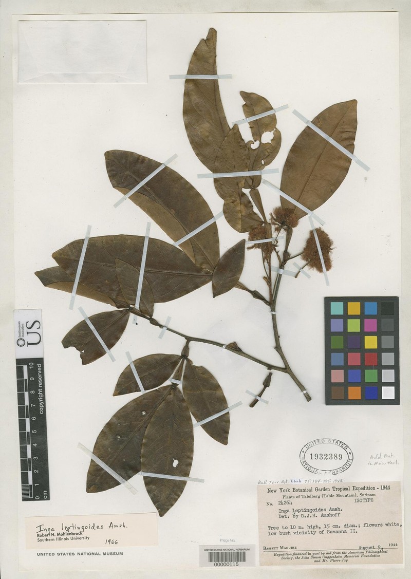 Inga leptingoides photo 2