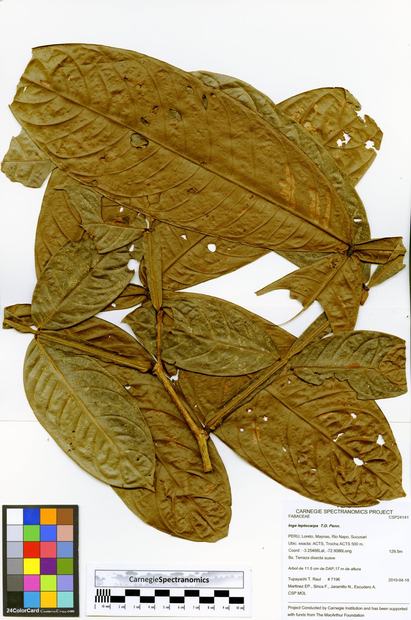 Inga leptocarpa