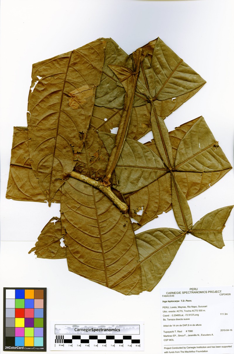 Inga leptocarpa photo 2