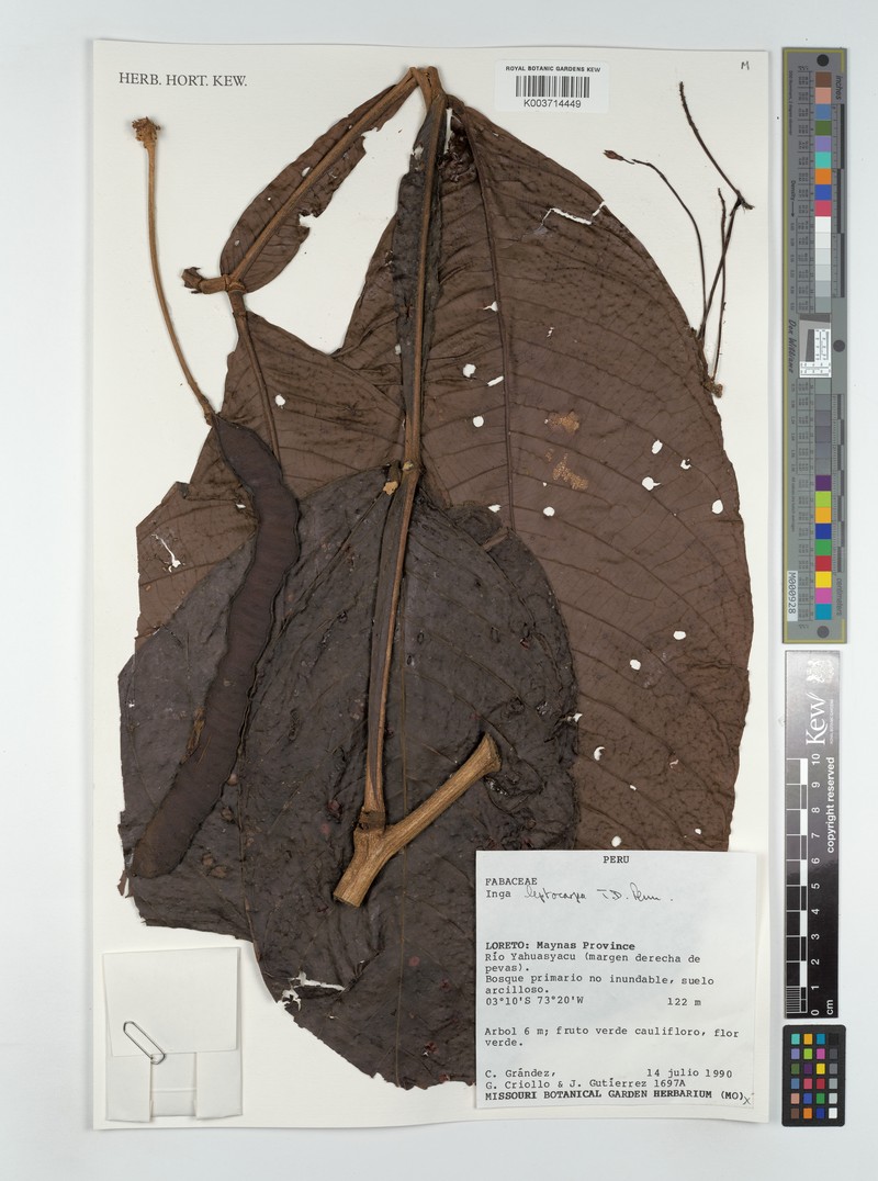 Inga leptocarpa photo 3