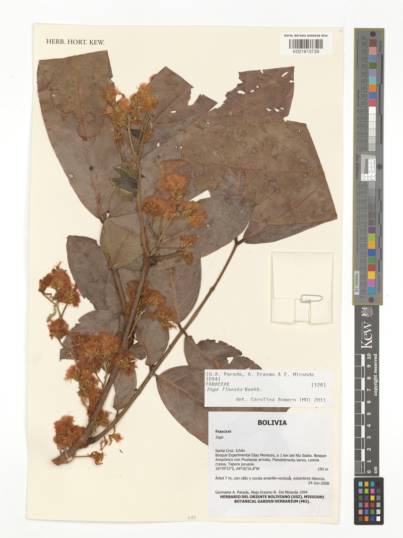 Inga lineata