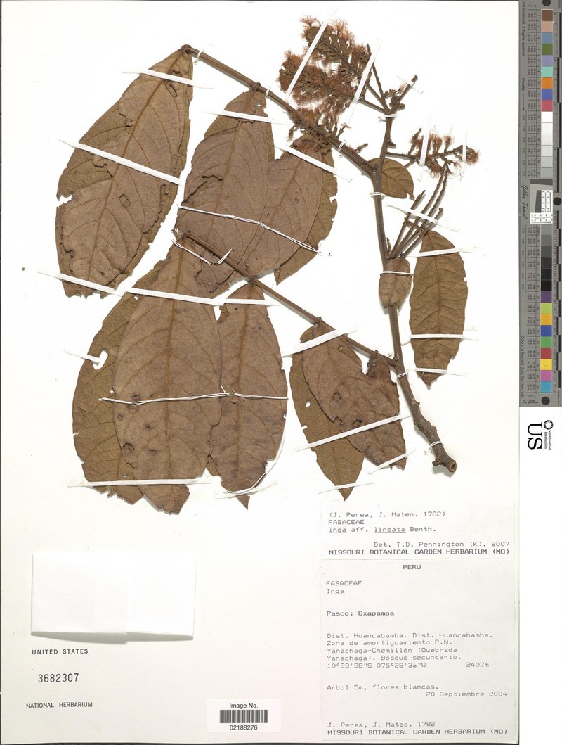 Inga lineata photo 2