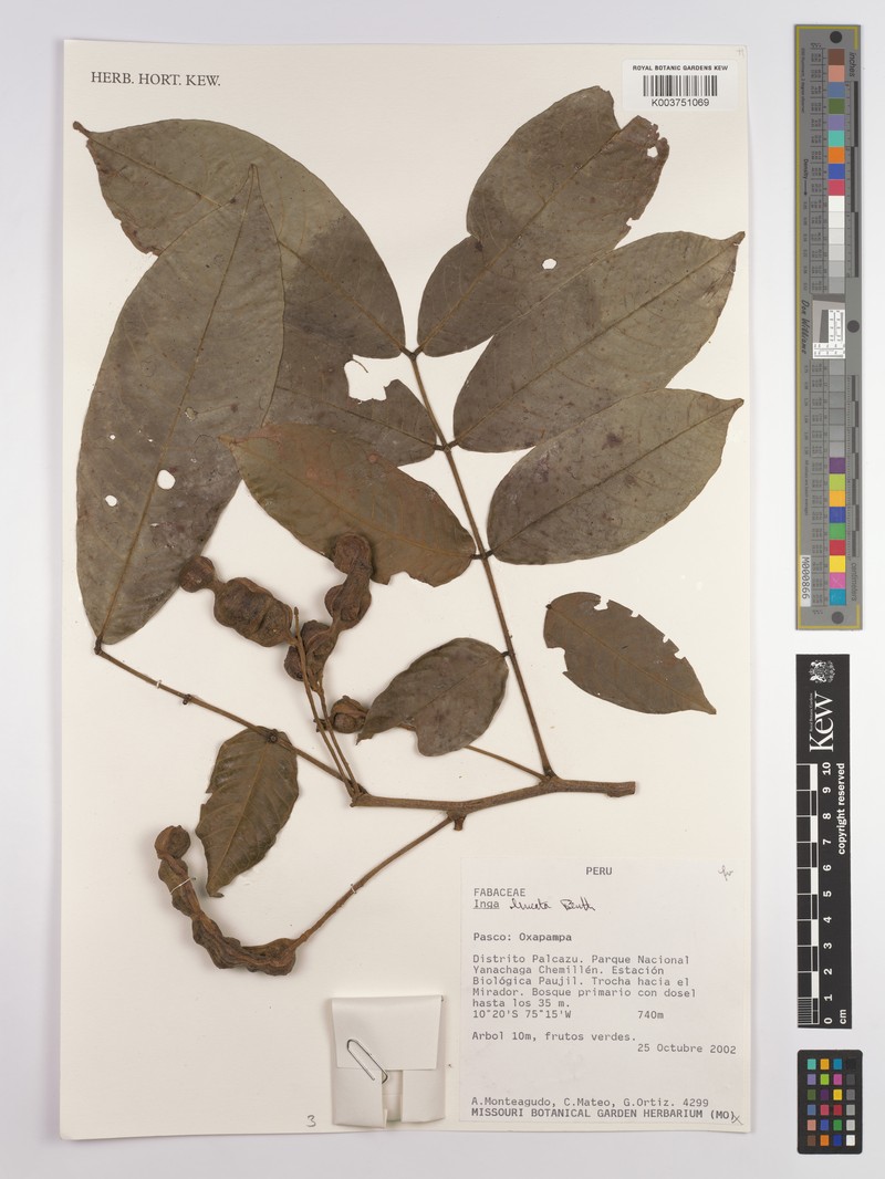 Inga lineata photo 3