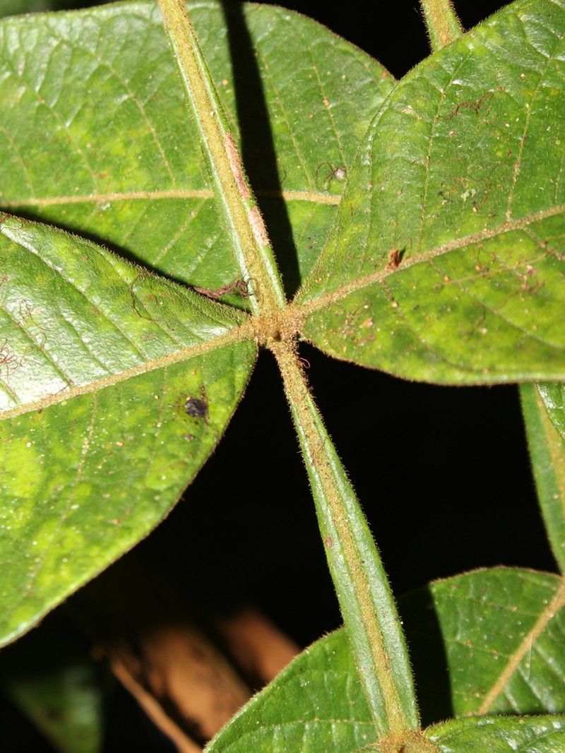 Inga litoralis