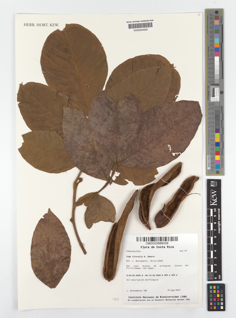 Inga litoralis photo 4